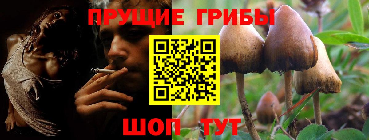 Галлюциногенные грибы Psilocybe  Новосибирск 